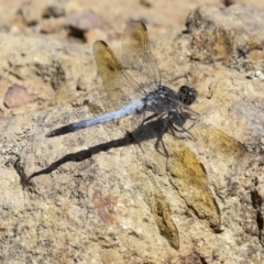 Orthetrum caledonicum at Coree, ACT - 16 Feb 2022 12:21 PM