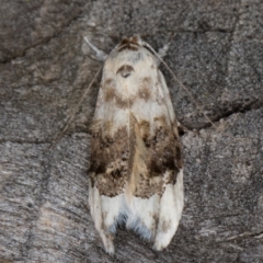 Piloprepes antidoxa (A concealer moth (Wingia group)) at Melba, ACT - 9 Feb 2022 by kasiaaus