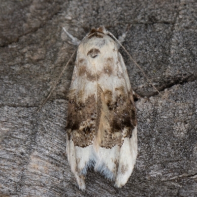 Piloprepes antidoxa (A concealer moth (Wingia group)) at Melba, ACT - 9 Feb 2022 by kasiaaus