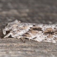 Agriophara confertella (A Concealer moth) at Melba, ACT - 9 Feb 2022 by kasiaaus