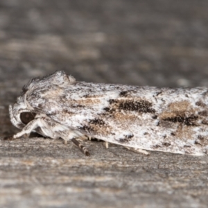 Agriophara confertella at Melba, ACT - 9 Feb 2022