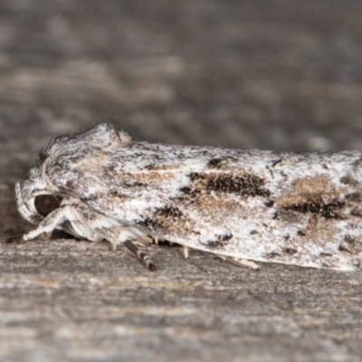 Agriophara confertella (A Flat-bodied moth (Depressidae) at Melba, ACT - 9 Feb 2022 by kasiaaus