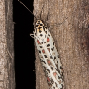 Utetheisa pulchelloides at Melba, ACT - 9 Feb 2022