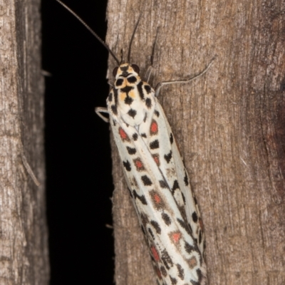 Utetheisa pulchelloides (Heliotrope Moth) at Melba, ACT - 9 Feb 2022 by kasiaaus