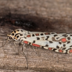 Utetheisa pulchelloides at Melba, ACT - 9 Feb 2022