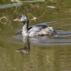 Tachybaptus novaehollandiae (Australasian Grebe) at Ginninderry Conservation Corridor - 16 Feb 2022 by AlisonMilton