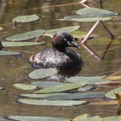 Tachybaptus novaehollandiae at Coree, ACT - 16 Feb 2022