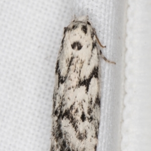 Lichenaula (genus) at Melba, ACT - 9 Feb 2022 11:07 PM