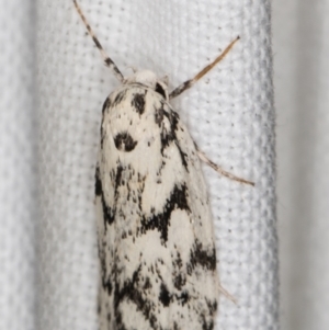 Lichenaula (genus) at Melba, ACT - 9 Feb 2022