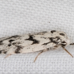 Lichenaula (genus) at Melba, ACT - 9 Feb 2022