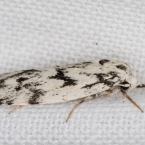 Lichenaula (genus) at Melba, ACT - 9 Feb 2022 11:07 PM