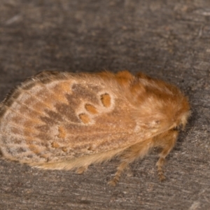 Pseudanapaea (genus) at Melba, ACT - 9 Feb 2022 11:12 PM