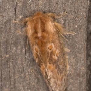 Pseudanapaea (genus) at Melba, ACT - 9 Feb 2022 11:12 PM