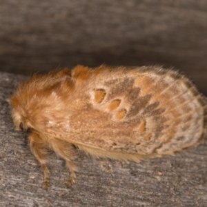 Pseudanapaea (genus) at Melba, ACT - 9 Feb 2022 11:12 PM