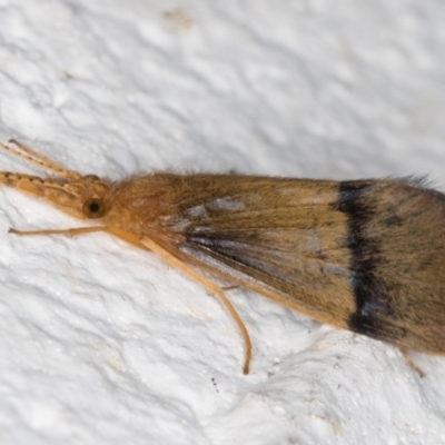 Anisocentropus sp. (genus) (Caddisfly) at Melba, ACT - 10 Feb 2022 by kasiaaus