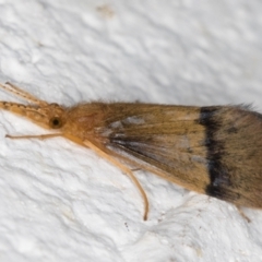 Anisocentropus sp. (genus) (Caddisfly) at Melba, ACT - 10 Feb 2022 by kasiaaus