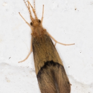 Anisocentropus sp. (genus) at Melba, ACT - 10 Feb 2022