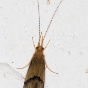 Anisocentropus sp. (genus) at Melba, ACT - 10 Feb 2022