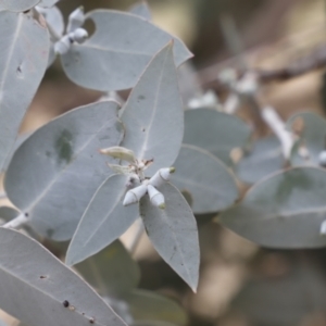 Eucalyptus cinerea at Stromlo, ACT - 22 Sep 2018 12:21 PM