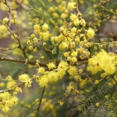 Acacia decurrens (Green Wattle) at Stromlo, ACT - 22 Sep 2018 by JimL