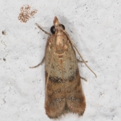 Plodia interpunctella (Indian meal moth) at Melba, ACT - 10 Feb 2022 by kasiaaus