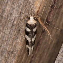 Macrobathra (genus) (A Cosmet moth (Cosmopteriginae) at Melba, ACT - 9 Feb 2022 by kasiaaus