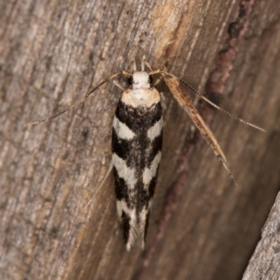 Macrobathra (genus) (A Cosmet moth (Cosmopteriginae) at Melba, ACT - 9 Feb 2022 by kasiaaus