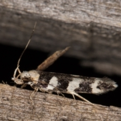 Macrobathra (genus) at Melba, ACT - 9 Feb 2022 11:12 PM