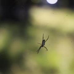 Plebs bradleyi (Enamelled spider) at Namadgi National Park - 22 Jan 2022 by JimL