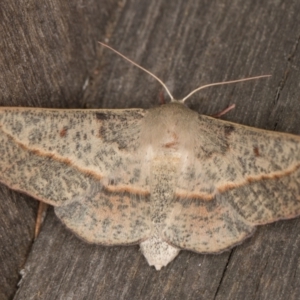 Antictenia punctunculus at Melba, ACT - 9 Feb 2022