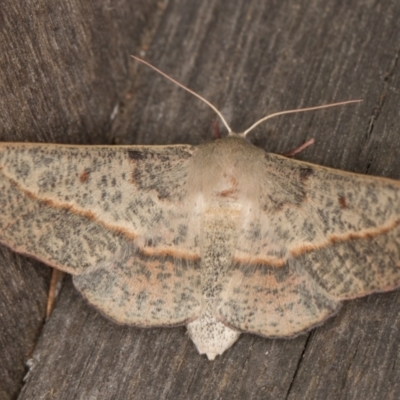 Antictenia punctunculus (A geometer moth) at Melba, ACT - 9 Feb 2022 by kasiaaus