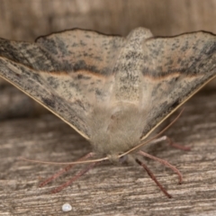 Antictenia punctunculus at Melba, ACT - 9 Feb 2022