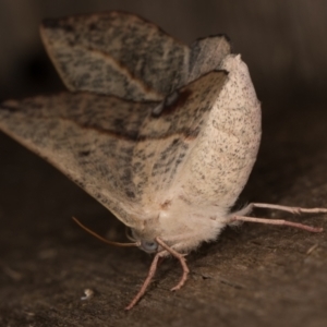 Antictenia punctunculus at Melba, ACT - 9 Feb 2022