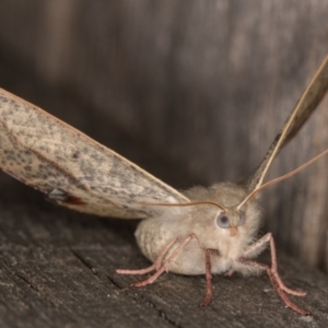 Antictenia punctunculus at Melba, ACT - 9 Feb 2022