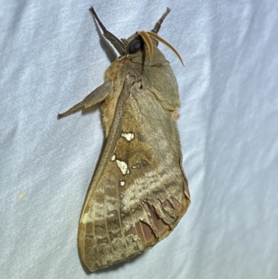 Oxycanus (genus) (Unidentified Oxycanus moths) at QPRC LGA - 2 Apr 2022 by Steve_Bok