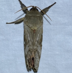 Oxycanus (genus) at Jerrabomberra, NSW - 2 Apr 2022