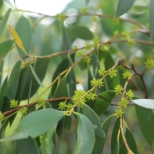 Eucalyptus stellulata at Mount Clear, ACT - 24 Jan 2022 04:47 PM