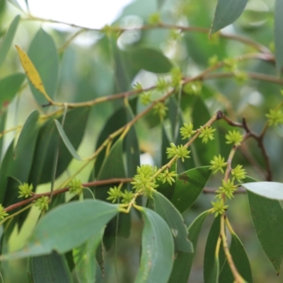 Eucalyptus stellulata (Black Sally) at Mount Clear, ACT - 24 Jan 2022 by JimL