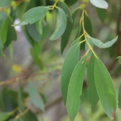 Eucalyptus stellulata at Mount Clear, ACT - 24 Jan 2022 04:47 PM