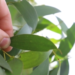 Eucalyptus stellulata at Mount Clear, ACT - 24 Jan 2022 04:47 PM