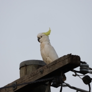 Cacatua galerita at Holt, ACT - 9 Jan 2021