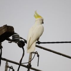 Cacatua galerita at Holt, ACT - 9 Jan 2021