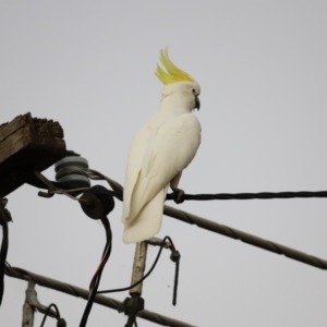 Cacatua galerita at Holt, ACT - 9 Jan 2021