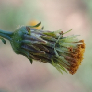 Bidens pilosa at Cook, ACT - 23 Mar 2022 09:01 AM