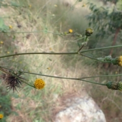 Bidens pilosa at Cook, ACT - 23 Mar 2022