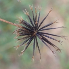 Bidens pilosa at Cook, ACT - 23 Mar 2022