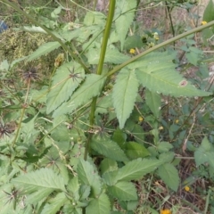 Bidens pilosa at Cook, ACT - 23 Mar 2022 09:01 AM