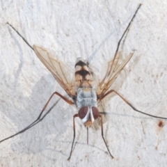 Prosena sp. (genus) (A bristle fly) at The Pinnacle - 25 Mar 2022 by Harrisi