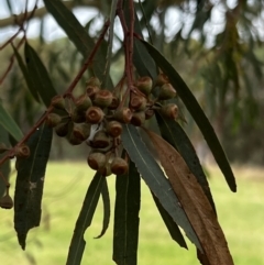 Eucalyptus leucoxylon at Denman Prospect, ACT - 5 Mar 2022 by JimL