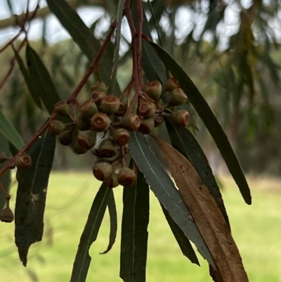 Eucalyptus leucoxylon at Denman Prospect, ACT - 5 Mar 2022 by JimL